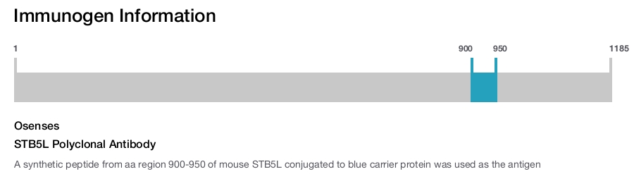 STB5L Polyclonal Antibody