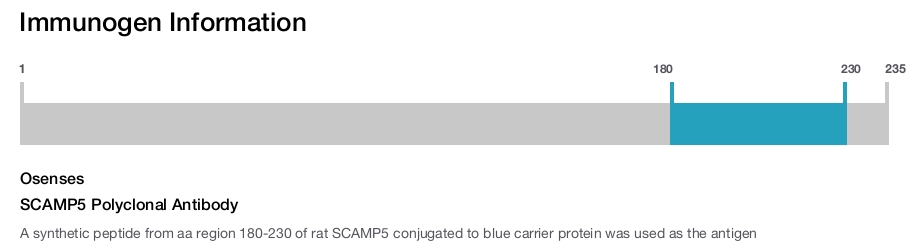 SCAMP5 Polyclonal Antibody