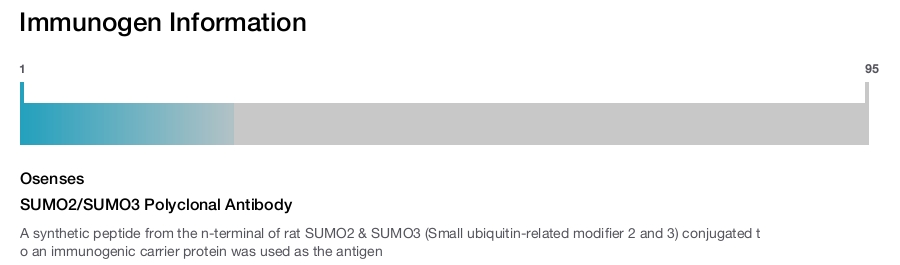 SUMO2/SUMO3 Polyclonal Antibody