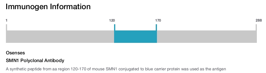 SMN1 Polyclonal Antibody