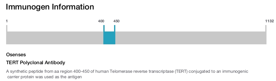 TERT Polyclonal Antibody