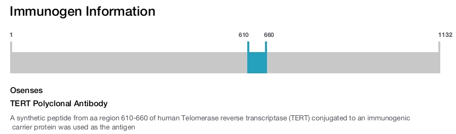 TERT Polyclonal Antibody