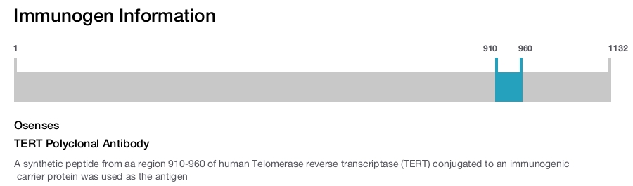 TERT Polyclonal Antibody