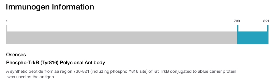 Phospho-TrkB (Tyr816) Polyclonal Antibody