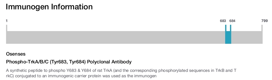 Phospho-TrkA/B/C (Tyr683, Tyr684) Polyclonal Antibody