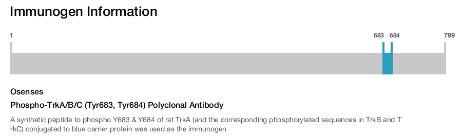 Phospho-TrkA/B/C (Tyr683, Tyr684) Polyclonal Antibody