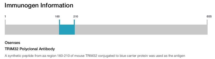TRIM32 Polyclonal Antibody