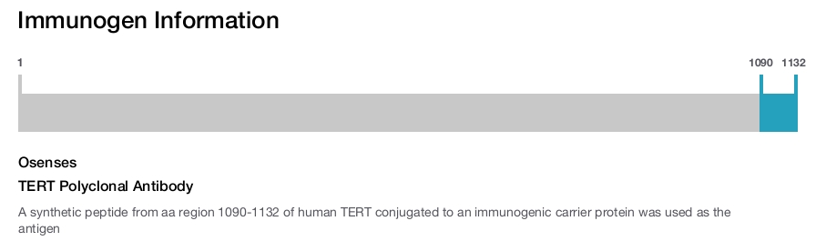 TERT Polyclonal Antibody