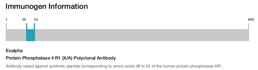 Protein Phosphatase 4 R1 (X/A) Polyclonal Antibody