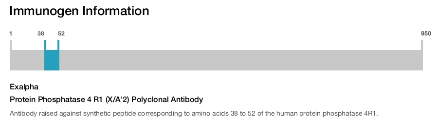 Protein Phosphatase 4 R1 (X/A'2) Polyclonal Antibody