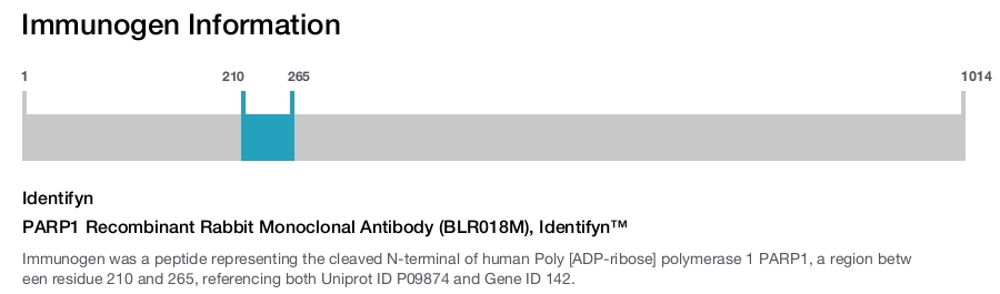 PARP1 Recombinant Rabbit Monoclonal Antibody (BLR018M), Identifyn™