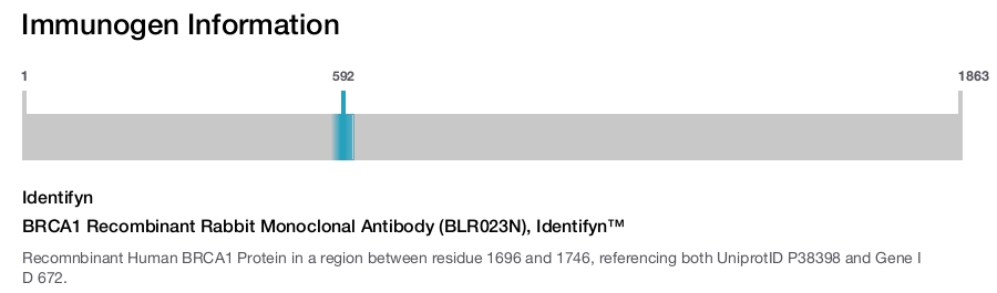 BRCA1 Recombinant Rabbit Monoclonal Antibody (BLR023N), Identifyn™