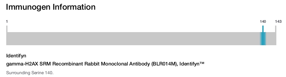 gamma-H2AX SRM Recombinant Rabbit Monoclonal Antibody (BLR014M), Identifyn™