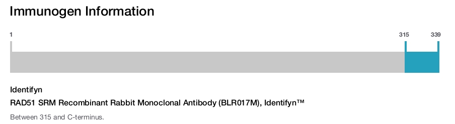 RAD51 SRM Recombinant Rabbit Monoclonal Antibody (BLR017M), Identifyn™