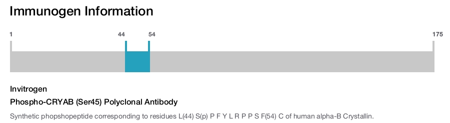 Phospho-CRYAB (Ser45) Polyclonal Antibody