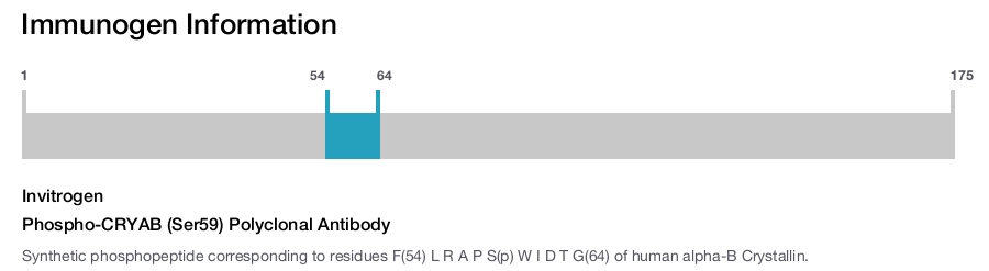 Phospho-CRYAB (Ser59) Polyclonal Antibody