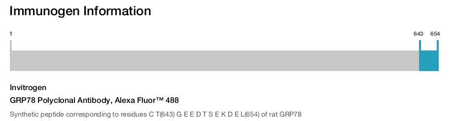 GRP78 Polyclonal Antibody, Alexa Fluor™ 488
