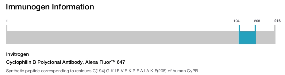 Cyclophilin B Polyclonal Antibody, Alexa Fluor™ 647