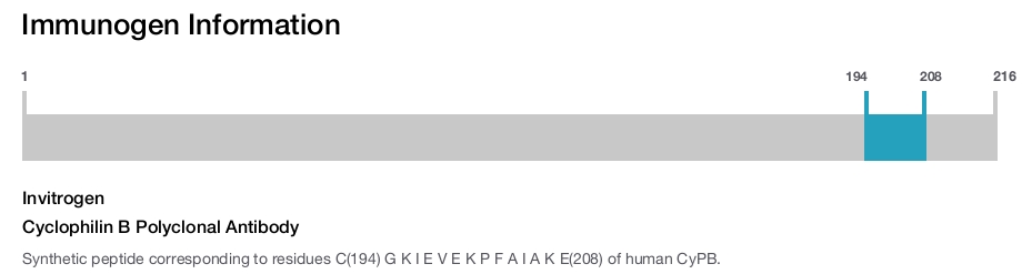 Cyclophilin B Polyclonal Antibody