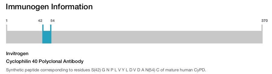 Cyclophilin 40 Polyclonal Antibody