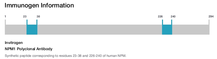 NPM1 Polyclonal Antibody