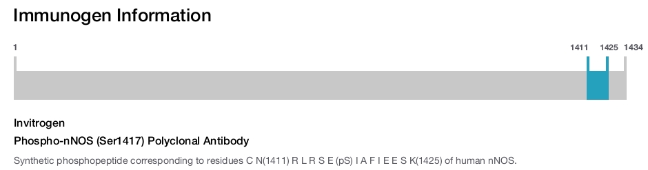 Phospho-nNOS (Ser1417) Polyclonal Antibody