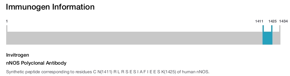 nNOS Polyclonal Antibody