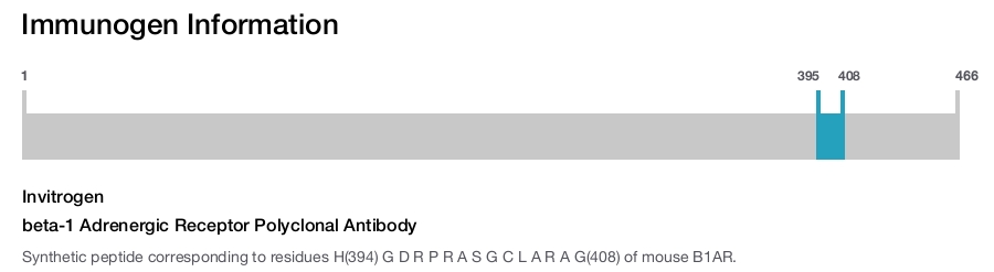 beta-1 Adrenergic Receptor Polyclonal Antibody