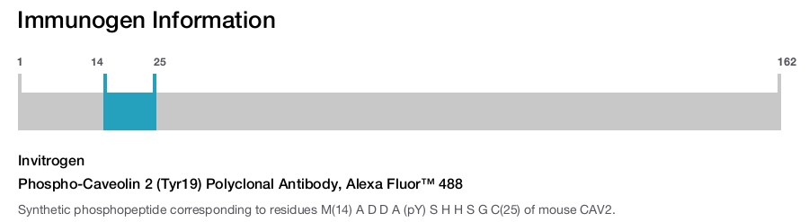 Phospho-Caveolin 2 (Tyr19) Polyclonal Antibody, Alexa Fluor™ 488