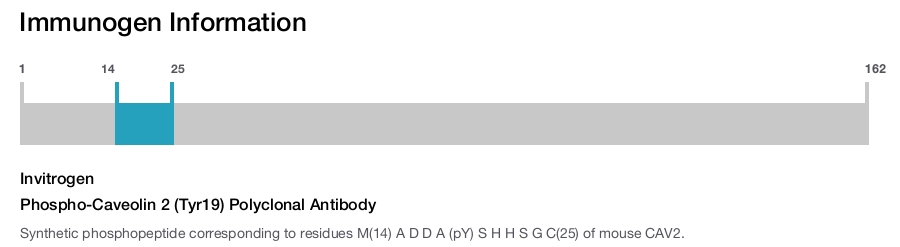Phospho-Caveolin 2 (Tyr19) Polyclonal Antibody