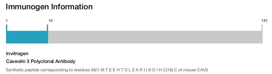 Caveolin 3 Polyclonal Antibody