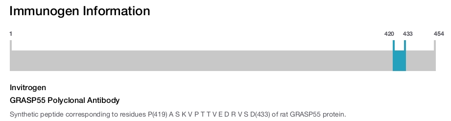 GRASP55 Polyclonal Antibody