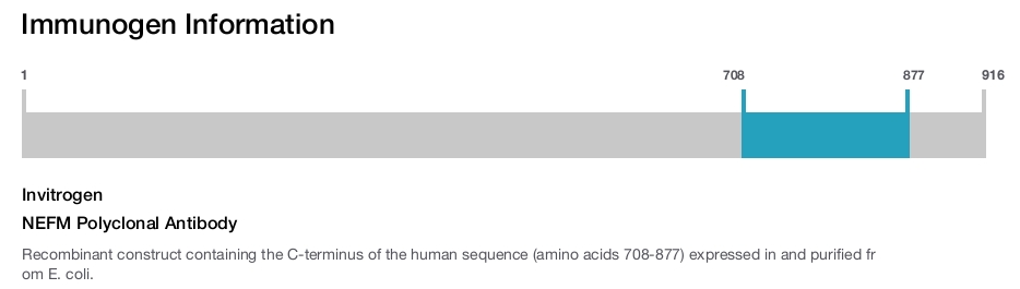 NEFM Polyclonal Antibody