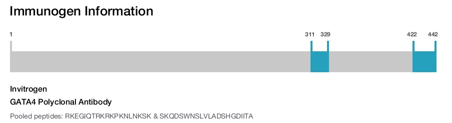 GATA4 Polyclonal Antibody