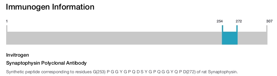 Synaptophysin Polyclonal Antibody