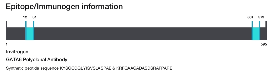 GATA6 Polyclonal Antibody