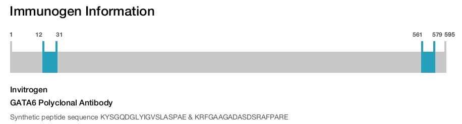 GATA6 Polyclonal Antibody