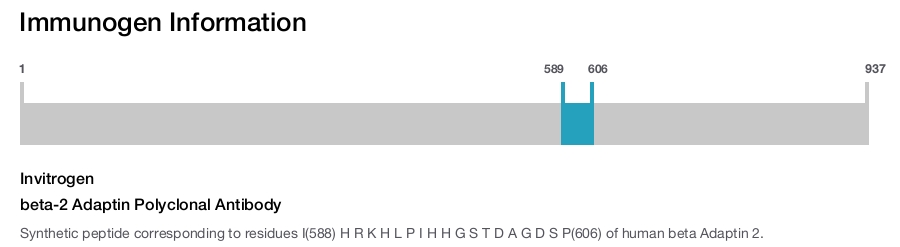beta-2 Adaptin Polyclonal Antibody