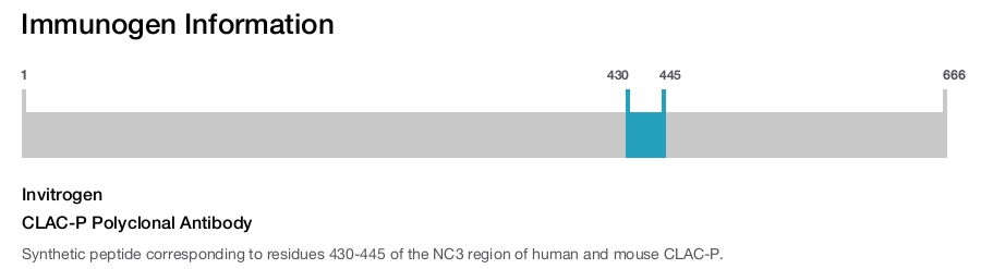 CLAC-P Polyclonal Antibody