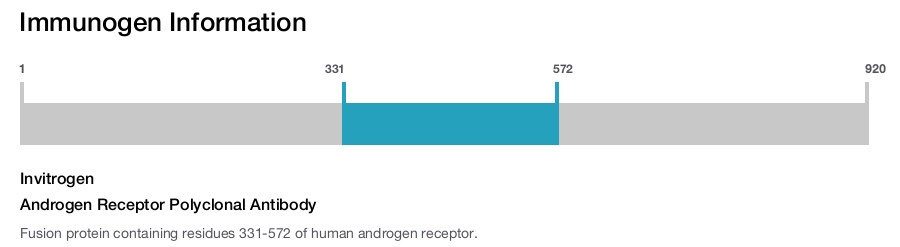 Androgen Receptor Polyclonal Antibody