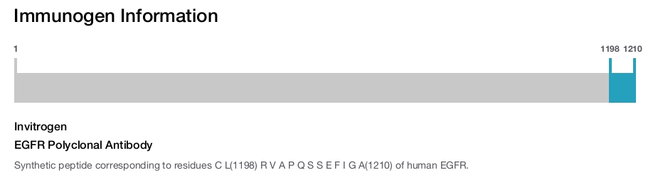 EGFR Polyclonal Antibody