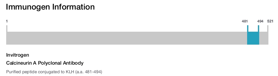 Calcineurin A Polyclonal Antibody