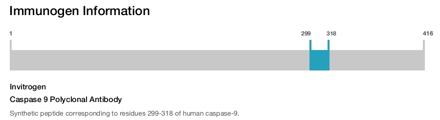 Caspase 9 Polyclonal Antibody