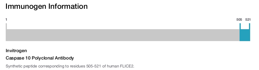 Caspase 10 Polyclonal Antibody