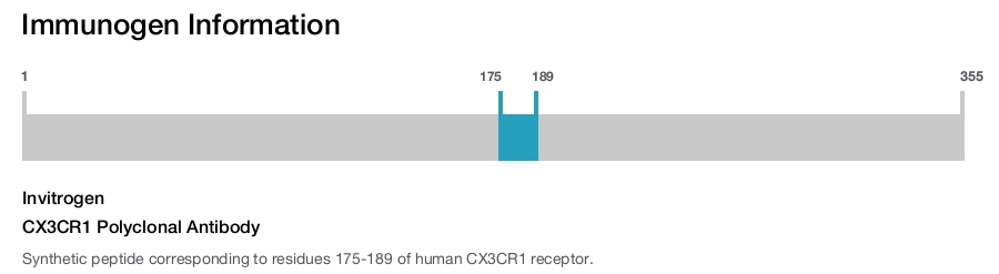 CX3CR1 Polyclonal Antibody