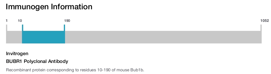 BUBR1 Polyclonal Antibody