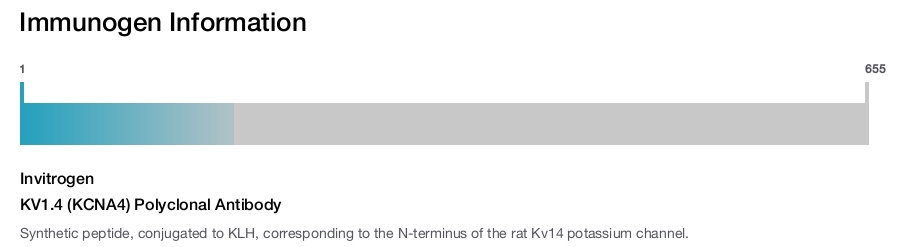 KV1.4 (KCNA4) Polyclonal Antibody