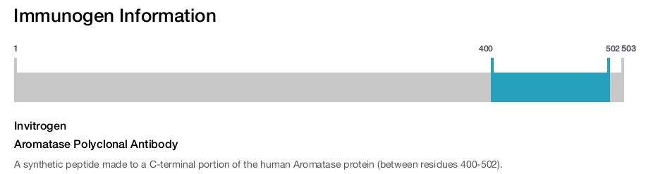 Aromatase Polyclonal Antibody
