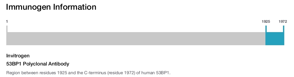 53BP1 Polyclonal Antibody