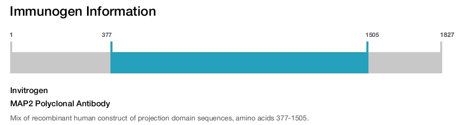 MAP2 Polyclonal Antibody